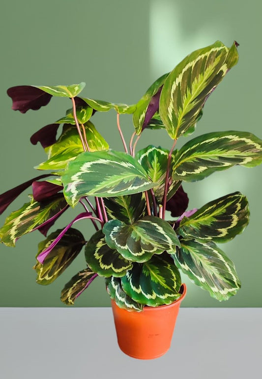 Calathea Veitchiana