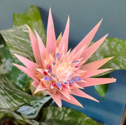 Aechmea Fasciata